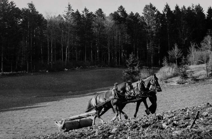 Landwirtschaft am Lärchenplatz vor Baubeginn. 1944