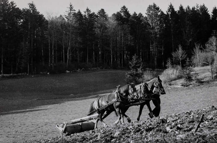 Landwirtschaft am Lärchenplatz vor Baubeginn 1944